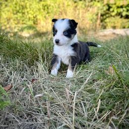 Espera - Tri-color female Border Collie puppy in Alexander, Maine from High Velocity Stockdogs