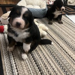 Bernese Mountain Dog Puppies from Bastian Mountain Dogs