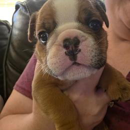 Red - Red male Bulldog puppy in Walhalla, South Carolina from Lowery's English Bulldogs