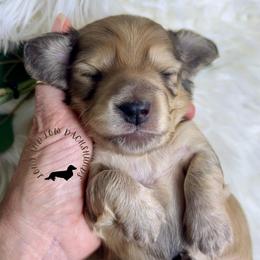 English Cream - Cream male Dachshund puppy in Nampa, Idaho from Long_and_Low_Dachshunds