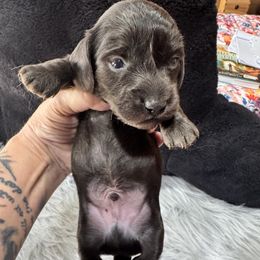 Huey - Black male Dachshund puppy in Cabool, Missouri from Dachshund's of Country Magic Farms in Missouri