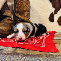 AURORA - Blue merle female Australian Shepherd puppy in Durand, Wisconsin from Larson’s Legacy Aussome Aussie Kennels