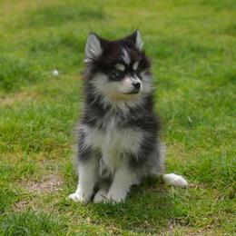 Rowan - Black and white male Pomsky puppy in Mesa, Arizona from Platinum Pomskies