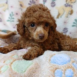 Josephine - Red  female Poodle puppy in Blanch, North Carolina from Faithful Hearts Kennel