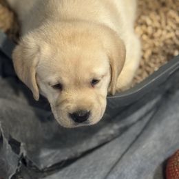 Moose - Yellow male Labrador Retriever puppy in Centreville, Maryland from Barbihaus Kennels