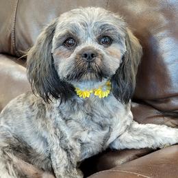 Lilo - Shih Tzu