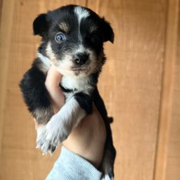Biscuit - Black tri female Miniature Australian Shepherd puppy in Buchanan, Georgia from Stanleyville Farm Mini Aussies