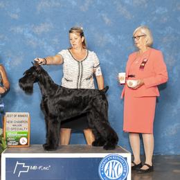 Giant Schnauzer and Miniature Schnauzer All Grown Up from Kalidor Kennels