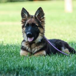 German Shepherd Puppies from Zwinger Vom Greifjäger
