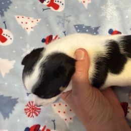 Chase - Black and white male Chihuahua puppy in Amity, Pennsylvania from Rhoda and Verna