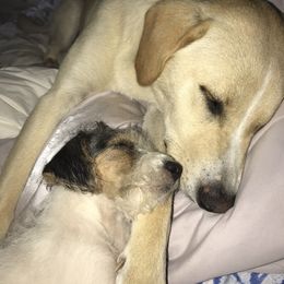 Russell Terrier Puppies from Acorn Ridge JRT