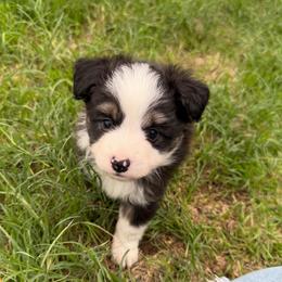 BlackBerry - Black tri male Toy Australian Shepherd puppy in Mineral Wells, Texas from Five G Toy Aussies