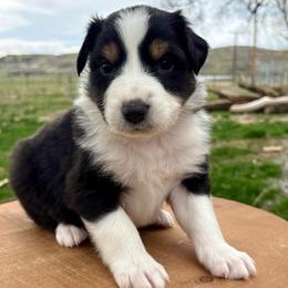Bronx - Black tri-color male Australian Shepherd puppy in Preston, Idaho from KC Bar Ranch Aussies