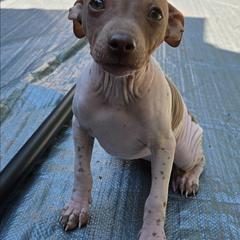 Helium - Chocolate and tan female American Hairless Terrier puppy in Claremont, New Hampshire from Melanie Bell