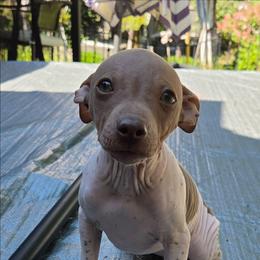 Helium - Chocolate and tan female American Hairless Terrier puppy in Claremont, New Hampshire from Melanie Bell
