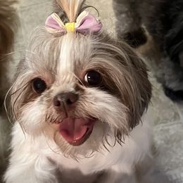Willow - Shih Tzu