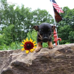 Girl 1 - Black and white female Teddy Roosevelt Terrier puppy in Knightstown, Indiana from Boles Family Farm
