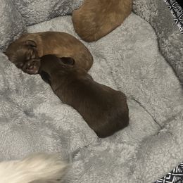 Shih Tzu Puppies from Lavender Blue Exotic Crew