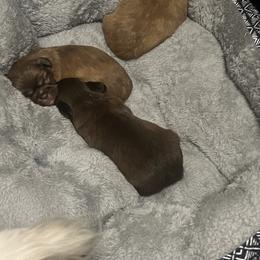 Shih Tzu Puppies from Lavender Blue Exotic Crew