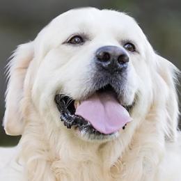 Dragonfly - Golden Retriever