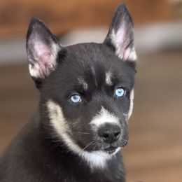 Boomer - Black male Siberian Husky puppy in Fairborn, Ohio from Haven of Free Spirits
