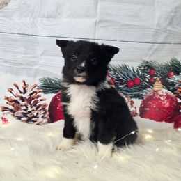 Feta - Black and white female Border Collie puppy in Avilla, Indiana from Borderline Kennels