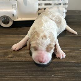 Cream and Red Parti Girl - Parti female Goldendoodle puppy in Lancaster, South Carolina from Silver Hill Farm SC