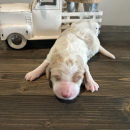 Cream and Red Parti Girl - Parti female Goldendoodle puppy in Lancaster, South Carolina from Silver Hill Farm SC