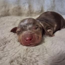6 - Dapple male Dachshund puppy in Statesville, North Carolina from Dannie's Doxies