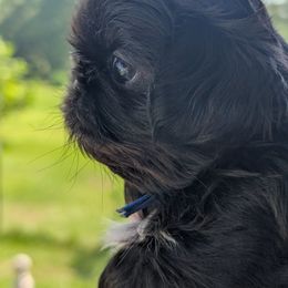 Harwin - Black and white male Shih Tzu puppy in Claxton, Georgia from Small Pawz Kennel