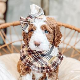 Assorted Doodle Crosses, Bernedoodles, and Goldendoodles from Curly Q’s Of Carlyss