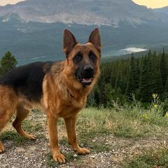 Zeke - German Shepherd