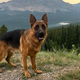 Zeke - German Shepherd