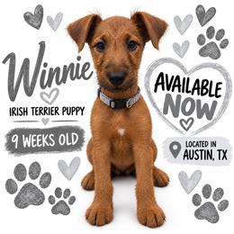 Girl 4 - Red female Irish Terrier puppy in Austin, Texas from ATX Irish Terriers