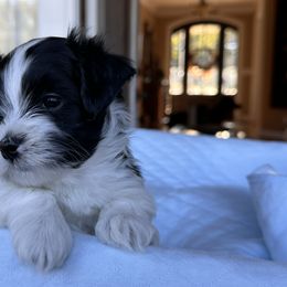 Havanese Puppies from Cralyn's