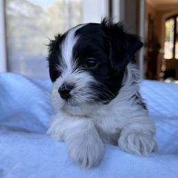 Havanese Puppies from Cralyn's
