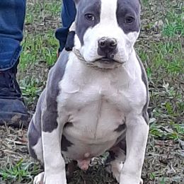 American Staffordshire Terrier and French Bulldog Puppies from Cicero Kennels