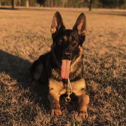 German Shepherds from Waffenrauch Kennels