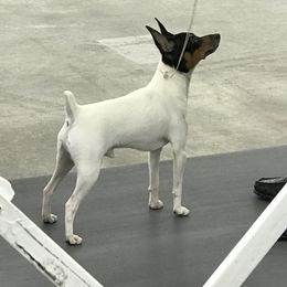 Sully - Toy Fox Terrier