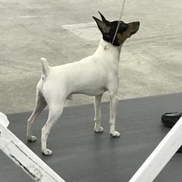 Sully - Toy Fox Terrier