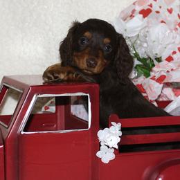 Whiskey - Chocolate and tan male Dachshund puppy in Corbin, Kentucky from White River Valley Kennel