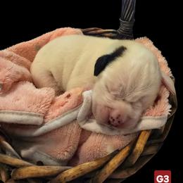 Girl 3 - female Boxer puppy in Leland, North Carolina from Ocean Breeze Boxers