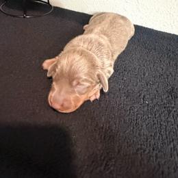 Isabell - Fawn (Isabella) female Dachshund puppy in Grass Valley, California from Mis Doxie