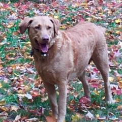 Goldie  - Chesapeake Bay Retriever