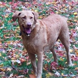 Goldie  - Chesapeake Bay Retriever