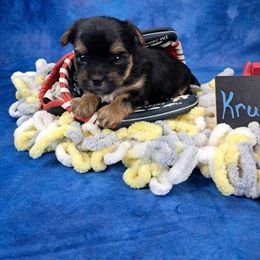 Kruze - Black and tan male Yorkshire Terrier puppy in Albany, Minnesota from Sandy's Yorkshire Terriers
