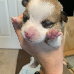 Boy 4 - Red Pembroke Welsh Corgi puppy in Cumming, Georgia from Carter’s Corgis LLC