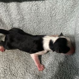 Boy 4 - Black tri-color male Australian Shepherd puppy in Saint Maries, Idaho from North Idaho Aussies