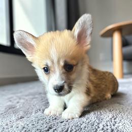 Black Collar - Red male Pembroke Welsh Corgi puppy in Abingdon, Virginia from Em-K Kennels