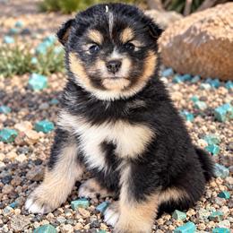 Macie - Tri-colored female Pomeranian puppy in Lakeport, California from Akins Aussies/Wild Rose Ranch